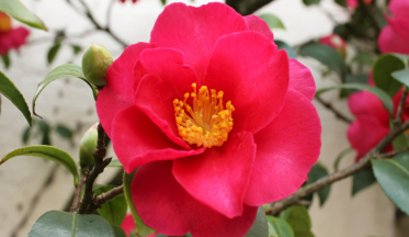 Des plantes pour fleurir un balcon en hiver